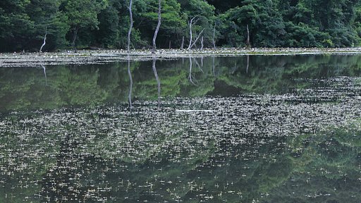 朝の池