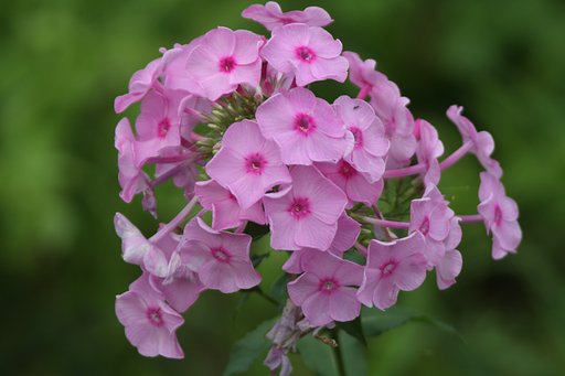 花魁草