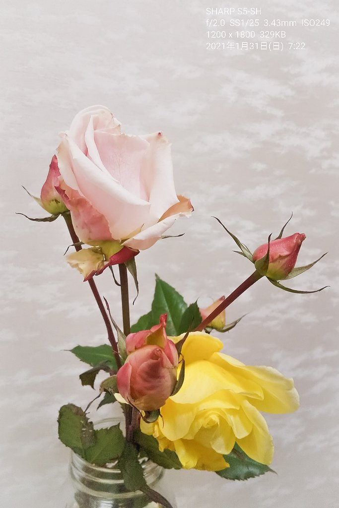 【1月に】2月お題発表【如月の花】