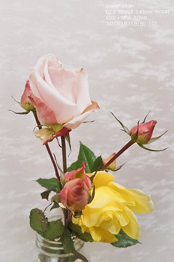 【1月に】2月お題発表【如月の花】