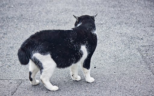 【リバイバル】猫物語