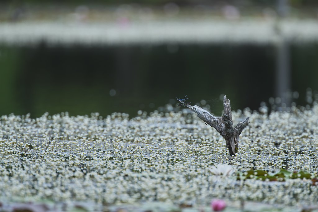 番