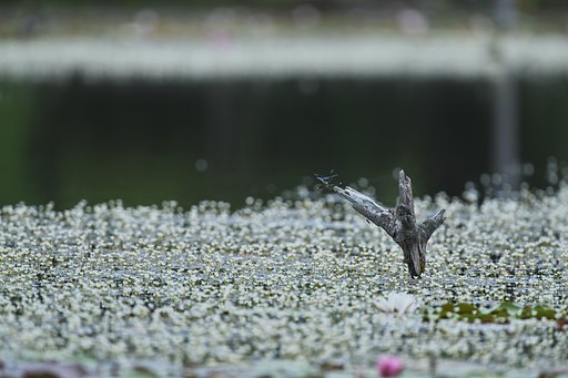 番