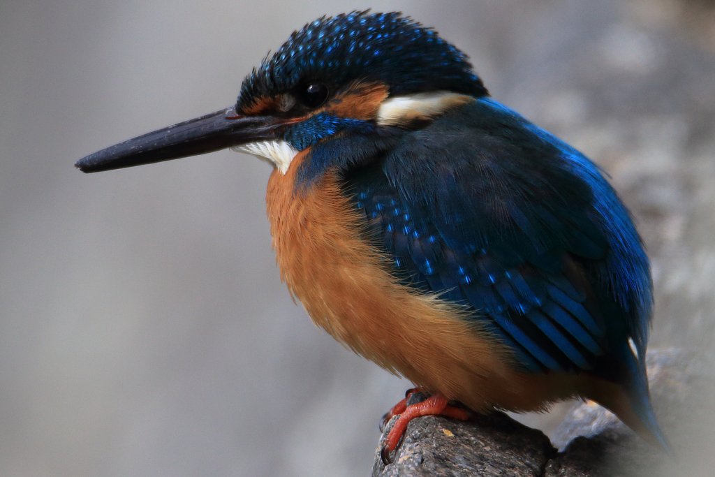 巨大カワセミ