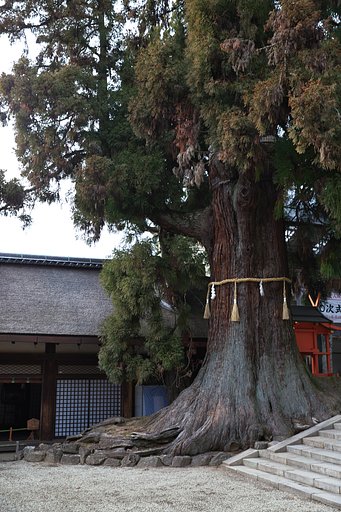 1月25日の写真