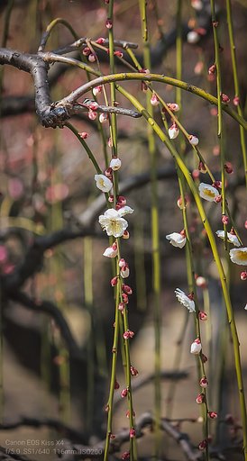 【如月の花】流、枝垂れ白梅