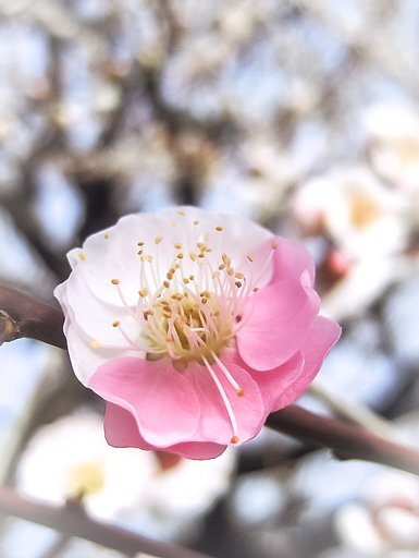 【リバイバル】思いのまま（梅の花混色）