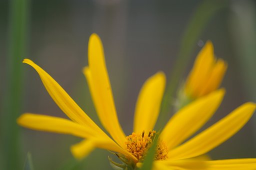 黄色い花