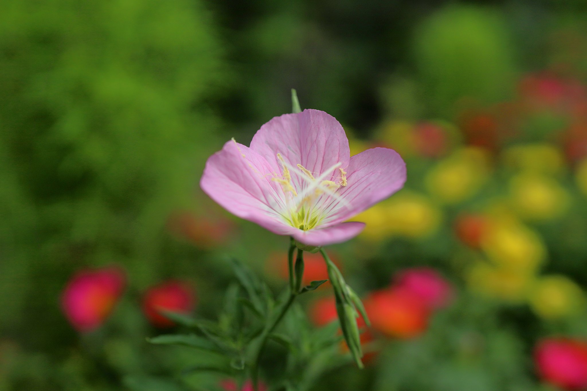 花畑