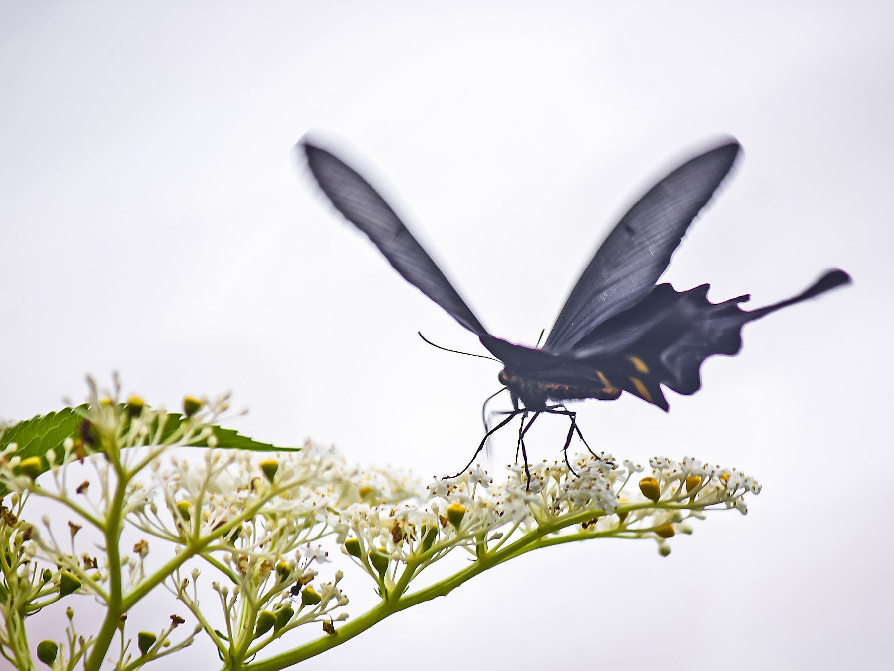 【リバイバル】夏の白花黒蝶景色