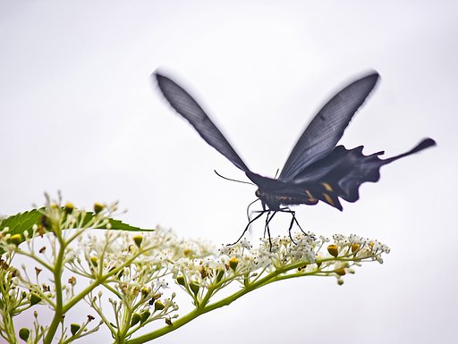 【リバイバル】夏の白花黒蝶景色