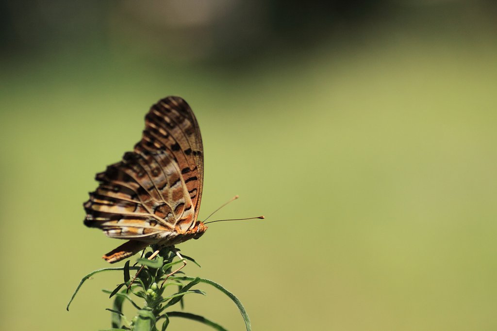 Tamron 90mm f2.8 macro 172