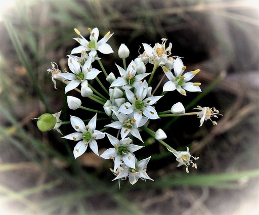 ニラの花
