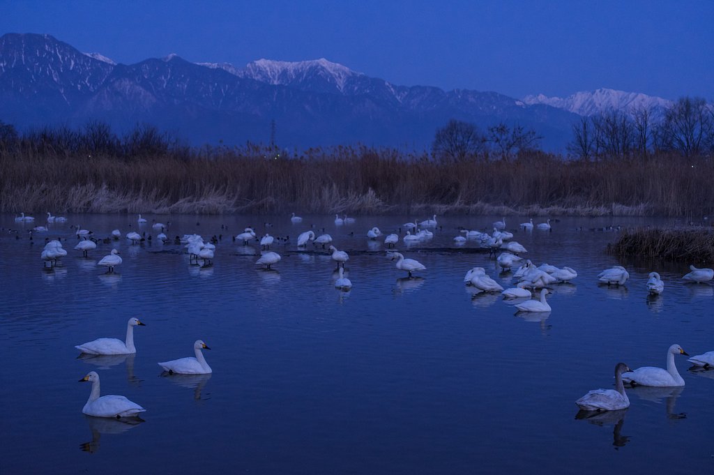 白鳥の湖