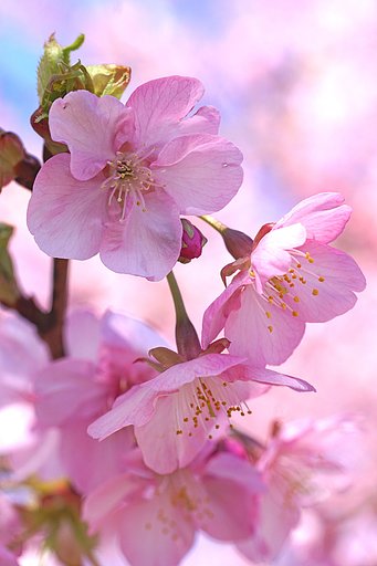 河津桜
