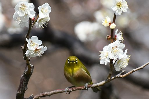 梅