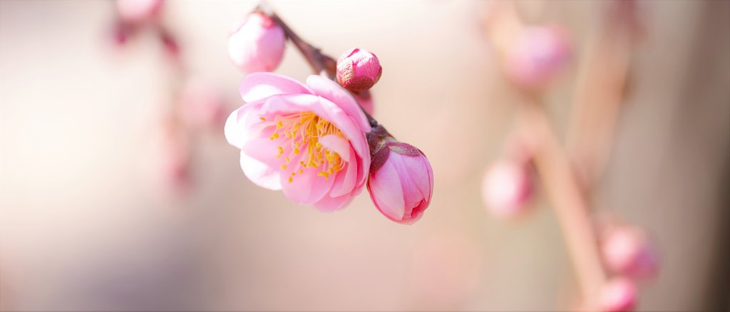 枝垂れ梅