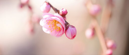 枝垂れ梅