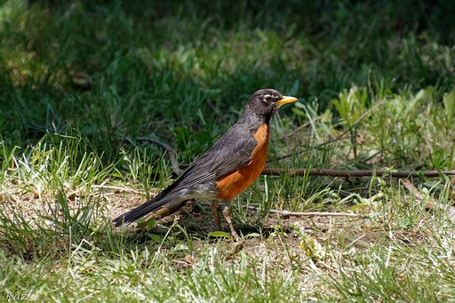 American Robin