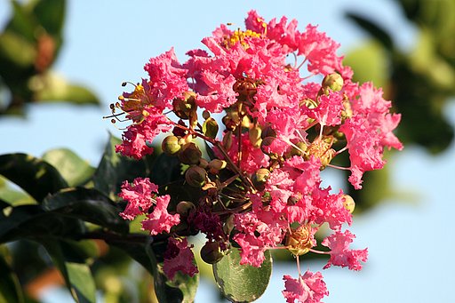 隣家の百日紅