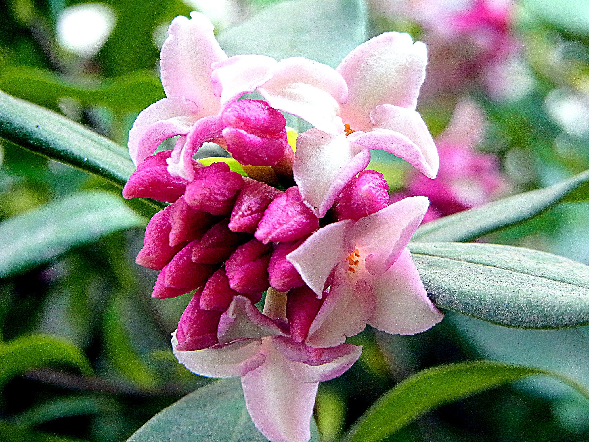 沈丁花UP