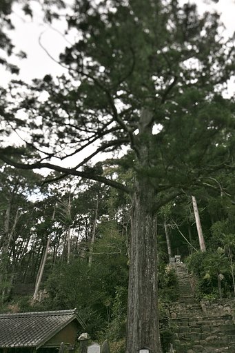 見返りの大杉