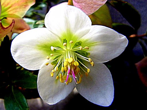 私の好きなCX6での花