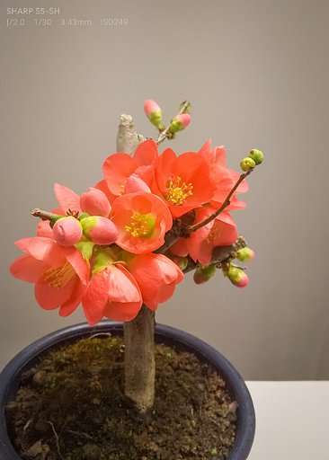 続・木瓜の花小鉢