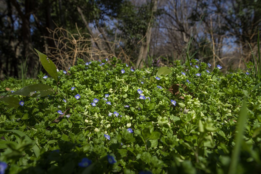足下のお花畑