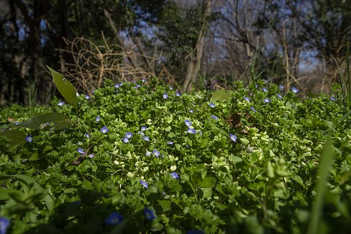 足下のお花畑