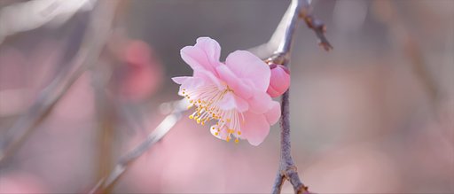 枝垂れ梅
