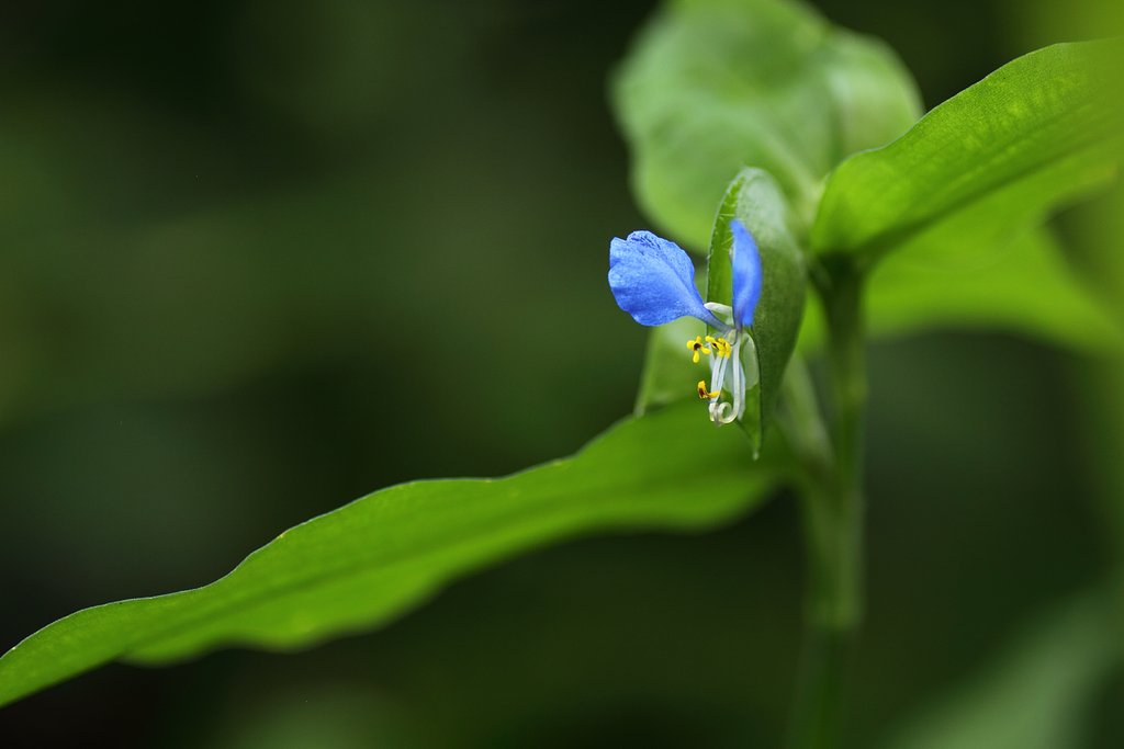 Tamron 90mm f2.8 macro 172E