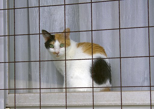 暑いにゃ