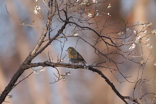 白花に安らぐ