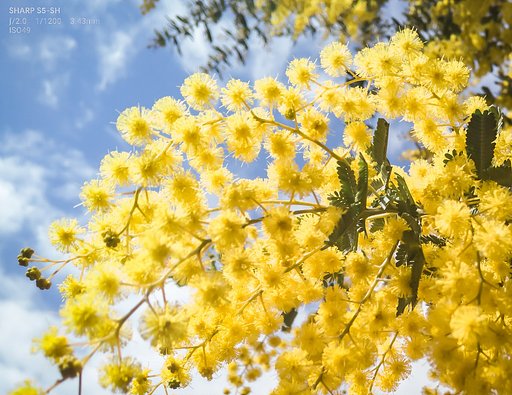 【春景色】3月はミモザアカシア