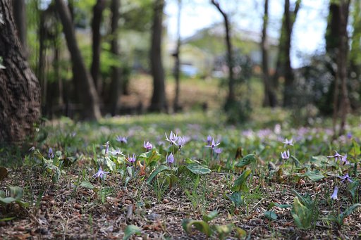 住宅街の中のカタクリ自生地