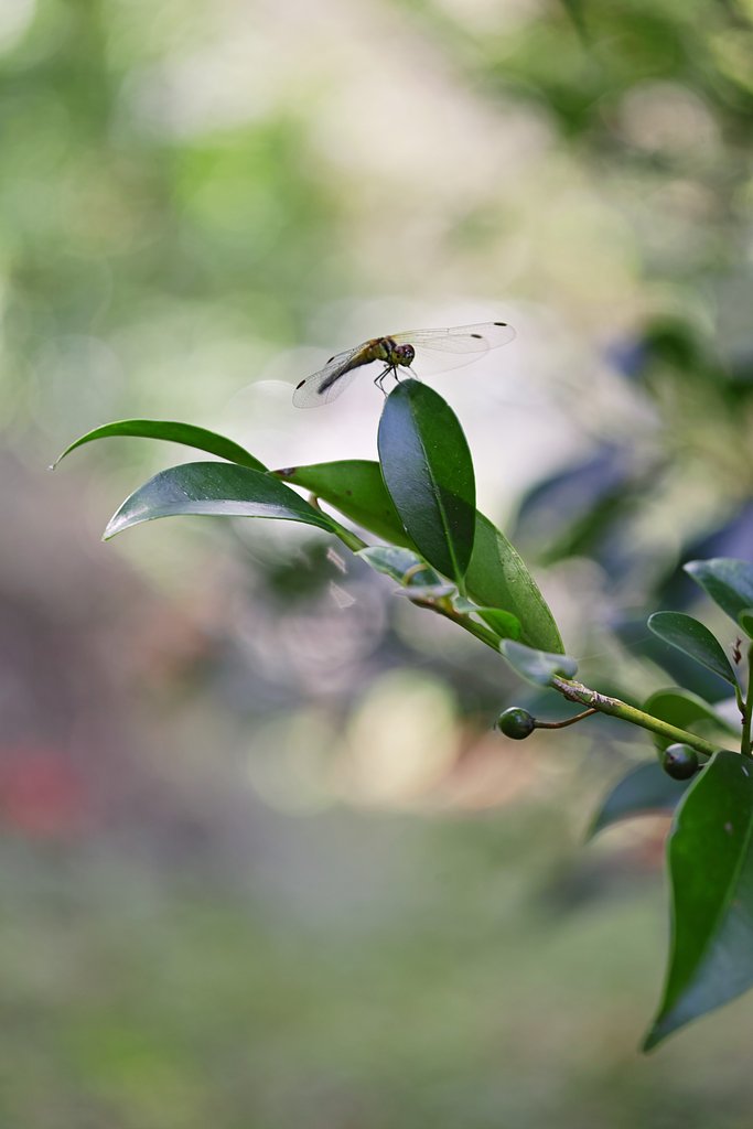 蜻蛉