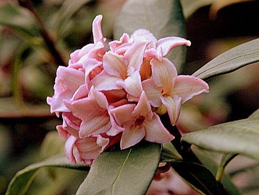 UP沈丁花