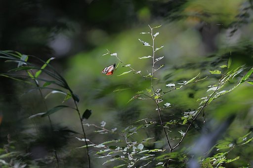 樹林の中で休息