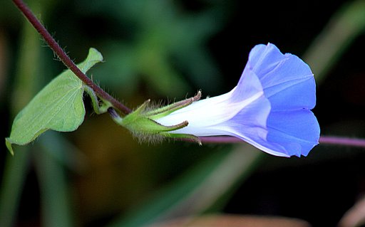 野草の生で