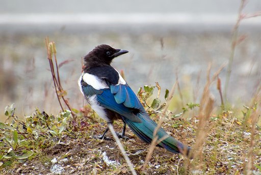Black_billed Magpie