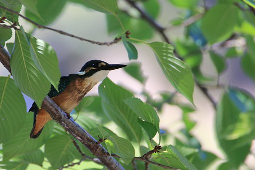 野鳥の楽園・縮景園