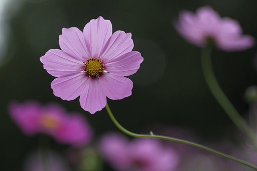 Tamron 90mm f2.8 macro 172E