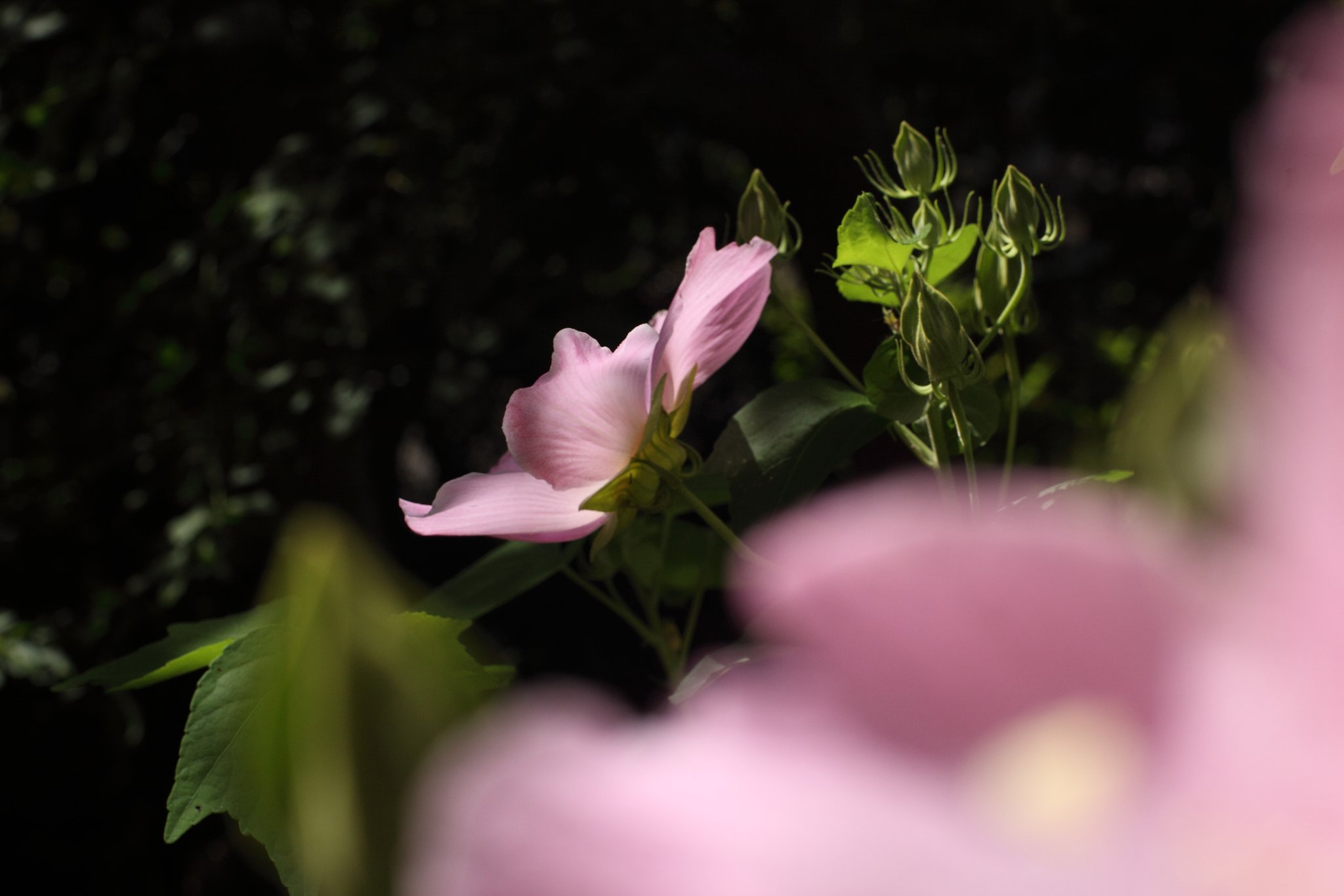 NIKKOR-S  50mm  f1.4