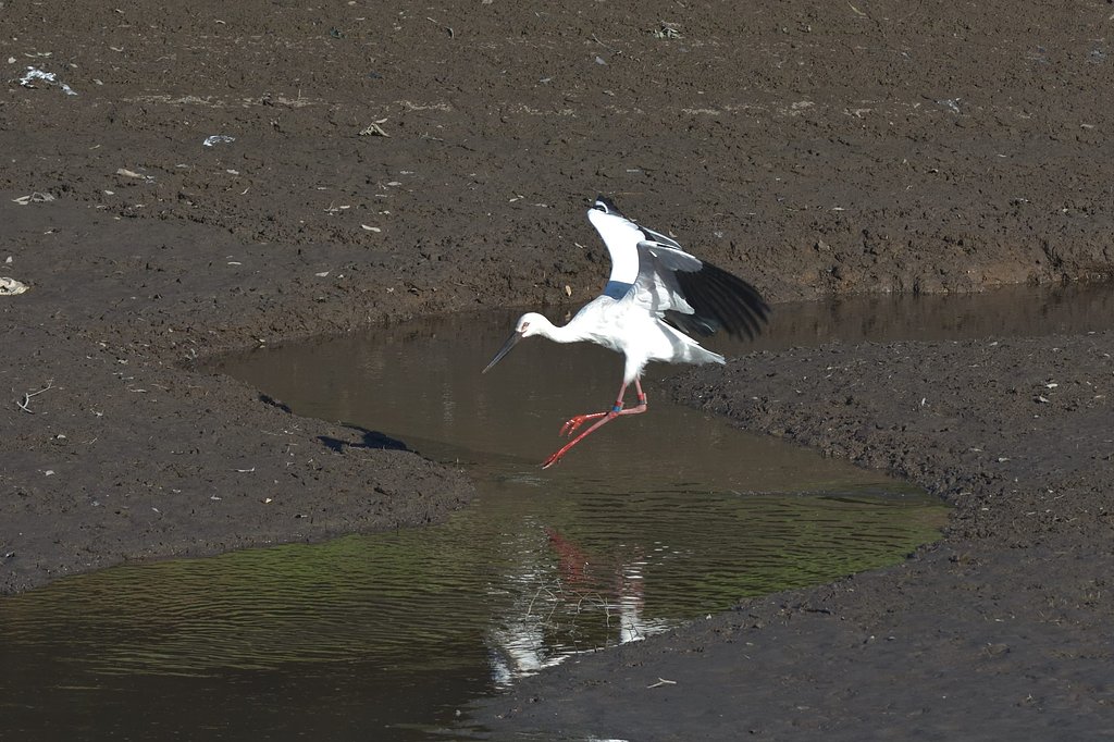 コウノトリ