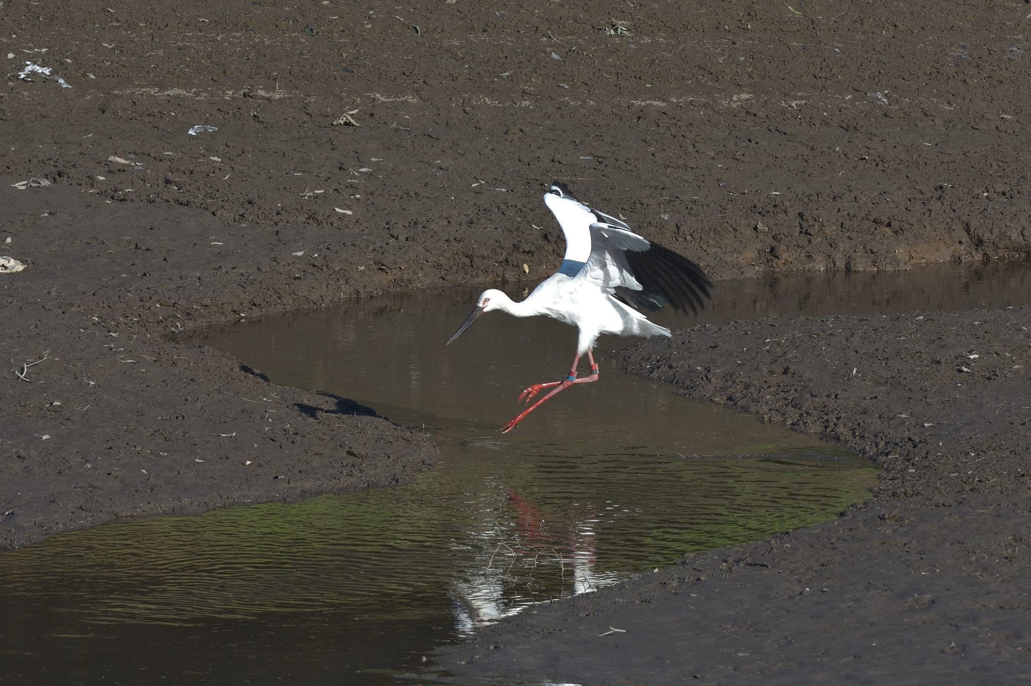 コウノトリ
