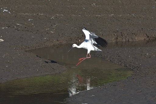コウノトリ