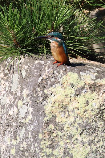 縮景園のカワセミ君　代替わり？