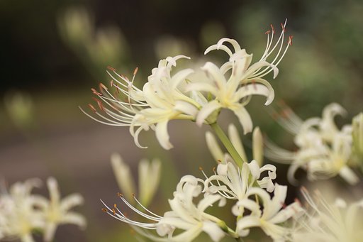 Tamron 90mm f2.8 macro 172E