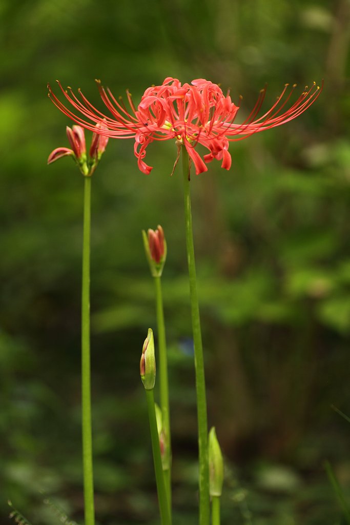 Tamron 90mm f2.8 macro 172E